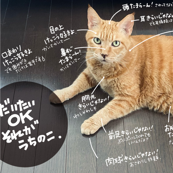 サムネ : うちのこおさわりマップ | Feline Petting Chart